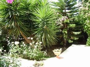 Cyprus villa garden