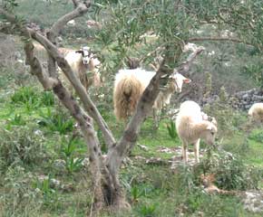 Friendly locals - Goats