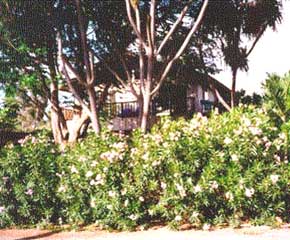 Maui villa